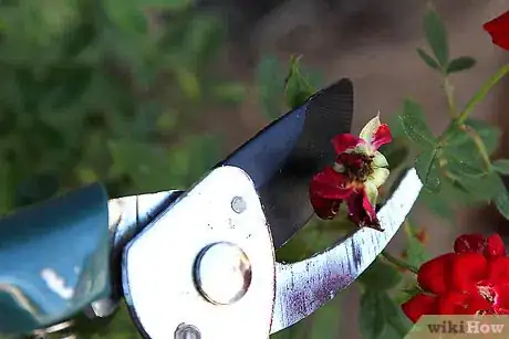 Image titled Care for Flowers Step 22