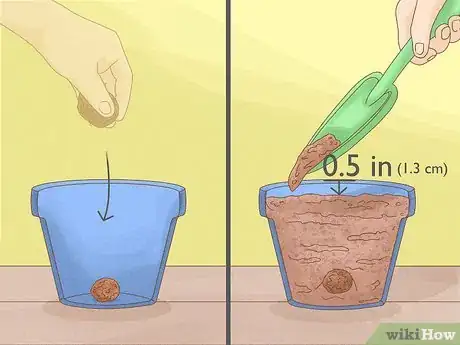 Image titled Plant Begonias in a Pot Step 4