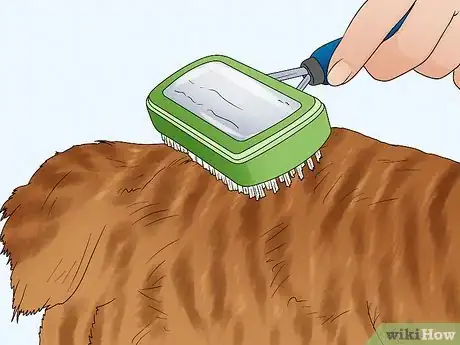 Image titled Care for an American Bobtail Cat Step 8