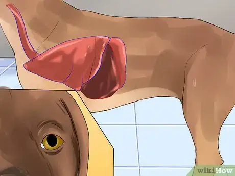 Image titled Diagnose Canine Infectious Hepatitis Step 3