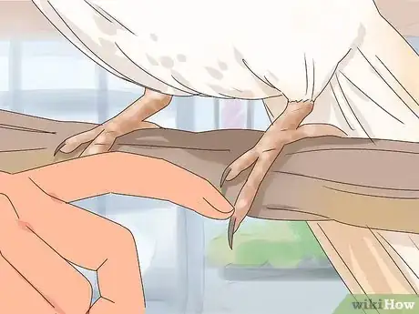 Image titled Train Cockatiels Step 10