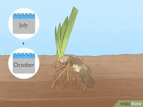 Image titled Grow Bearded Irises Step 1