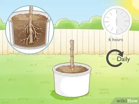 Image titled Grow a Noni Tree Step 14