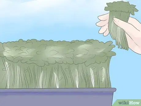 Image titled Grow Sprouts Step 23