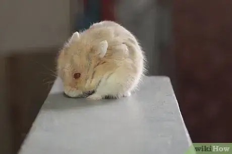 Image titled Make Cute Pictures of Your Hamster Step 2