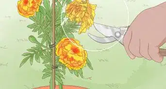 Make Marigolds Flower