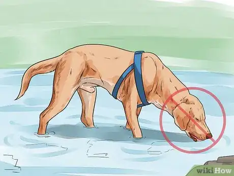 Image titled Protect Your Dog Around Natural Water Sources Step 1