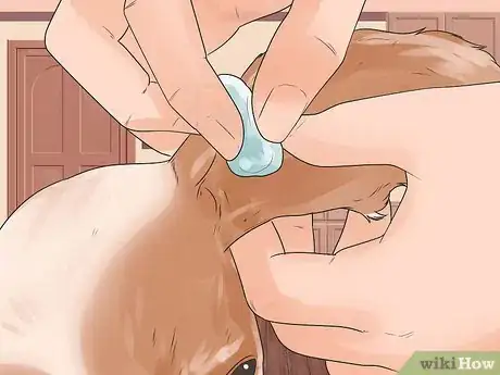 Image titled Care for English Springer Spaniels Step 6