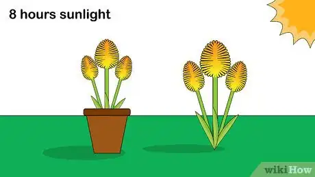 Image titled Plant Tritoma Step 1
