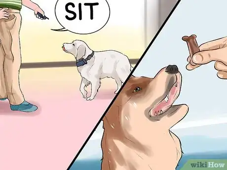 Image titled Modify Tricks Based on an Old Dog's Physical Limitations Step 7