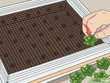 Image titled Plant a Living Picture with Plants Step 8