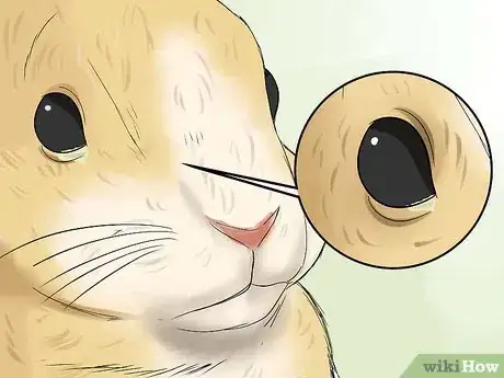 Image titled Diagnose Snuffles (Pasteurella) in Rabbits Step 3