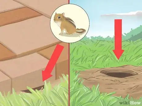 Image titled Catch a Chipmunk Step 7