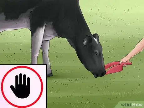 Image titled Treat and Prevent Nitrate Toxicity in Cattle Step 17