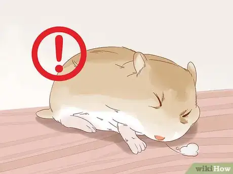 Image titled Diagnose Geriatric Diseases in Hamsters Step 6