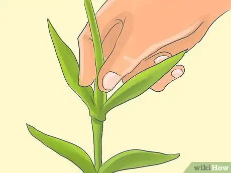 Image titled Pinch Carnations Step 3