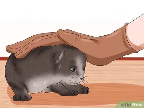 Image titled Socialise Timid Kittens Step 9