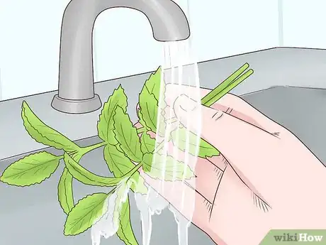 Image titled Grow Herbs Outdoors Step 19