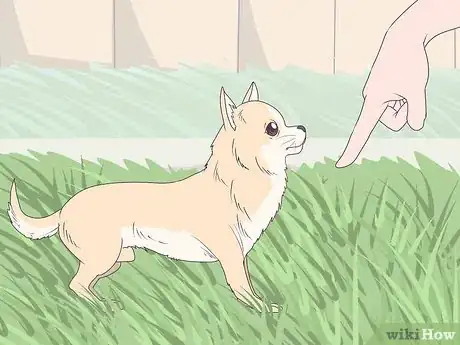 Image titled Train Chihuahuas Step 10