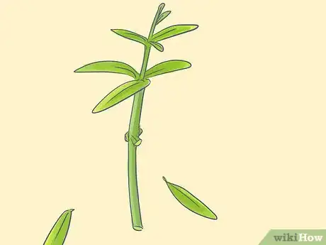 Image titled Grow Oleanders from Cuttings Step 3