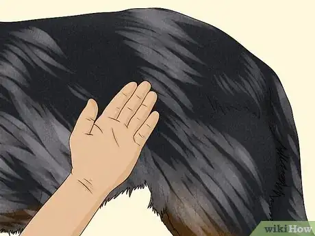 Image titled Identify a Beauceron Step 8