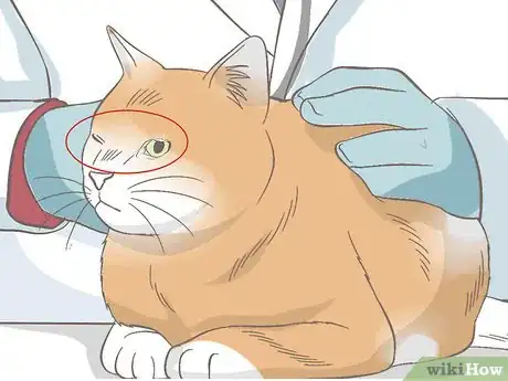 Image titled Diagnose Keratitis in Cats Step 5