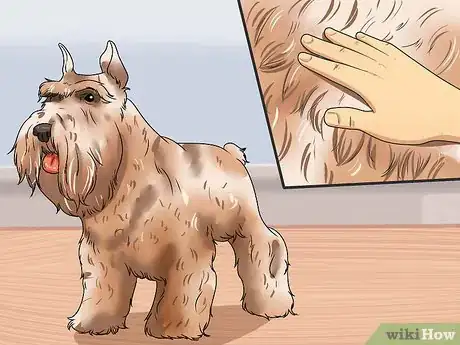 Image titled Calculate Dog Years Step 6