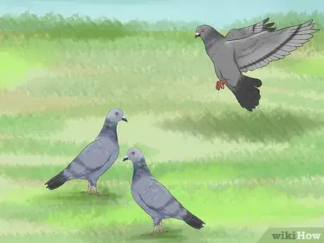 Image titled Tame Pigeons to Be out of Cage Permanently Step 3