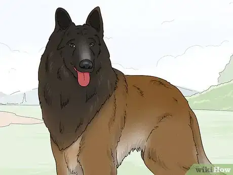 Image titled Identify a Belgian Tervuren Dog Step 8