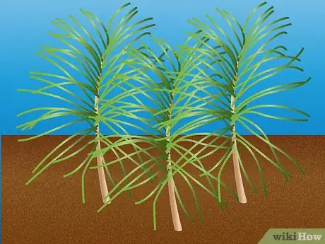 Image titled Propagate Pinus Radiata Step 4