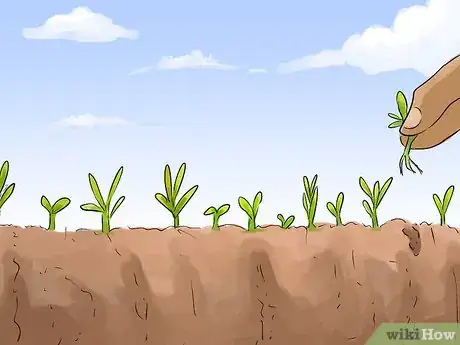 Image titled Grow Carrots in Nigeria Step 9