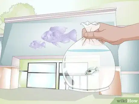 Image titled Keep German Blue Ram Cichlids Step 2