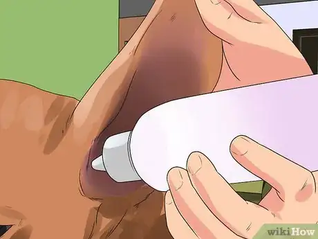 Image titled Clean a Terrier's Ears Step 5