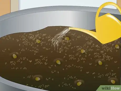 Image titled Grow Corn Indoors Step 7