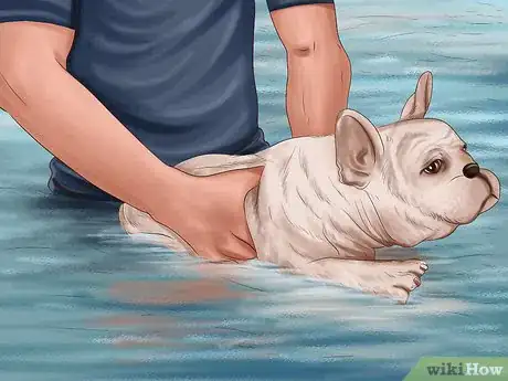 Image titled Safely Introduce Your Dog to Water Step 7