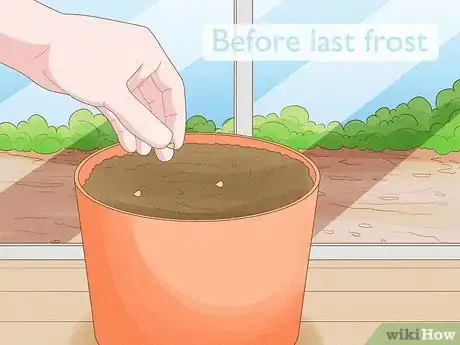 Image titled Make Morning Glories Bloom Step 8