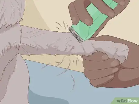 Image titled Keep a Dog Cool in Hot Weather Step 8