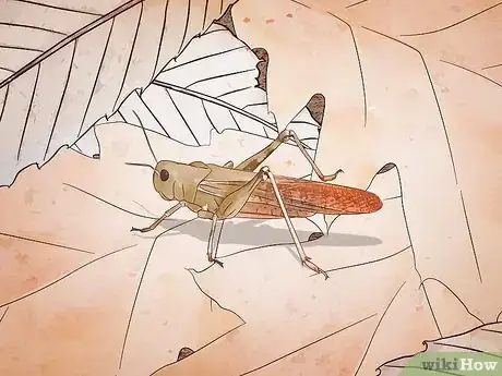 Image titled Dissect a Locust Step 1