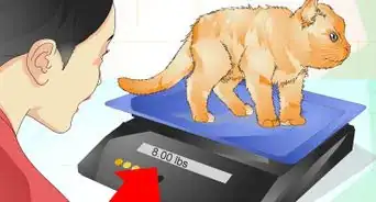 Determine if Your Cat is Overweight