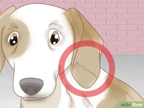 Image titled Treat Frostbite in Dogs Step 16