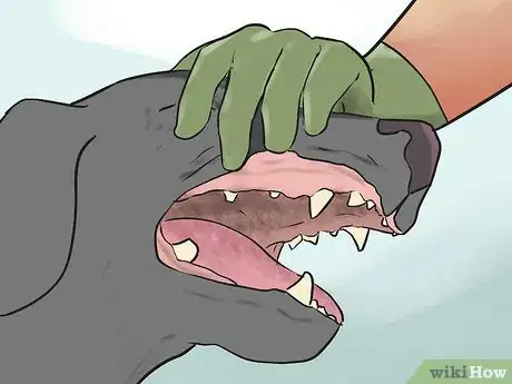 Image titled Watch for Signs of Illness in Senior Dogs Step 7