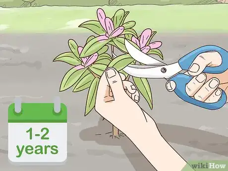 Image titled Grow Rhododendron Step 15