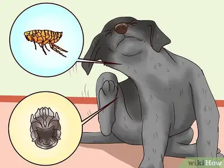 Image titled Solve Your Dog's Skin and Scratching Problems Step 16
