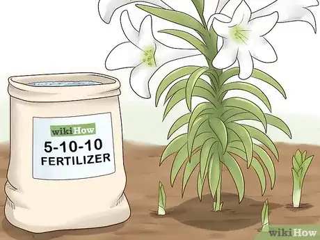 Image titled Plant Easter Lilies Step 13
