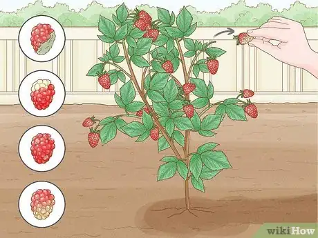 Image titled Harvest Raspberries Step 6