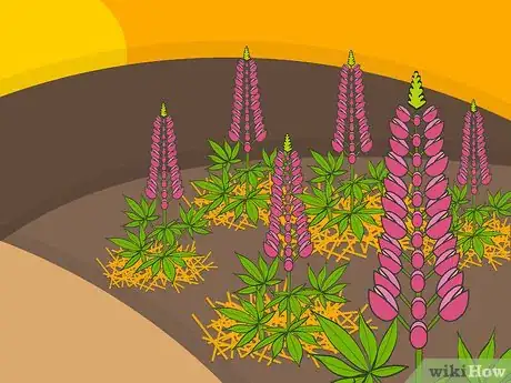 Image titled Grow Lupine Flowers Step 15