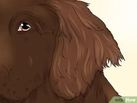 Image titled Identify a German Longhaired Pointer Step 3