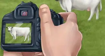 Identify British White Cattle