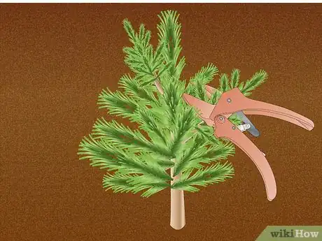 Image titled Propagate Pinus Radiata Step 6