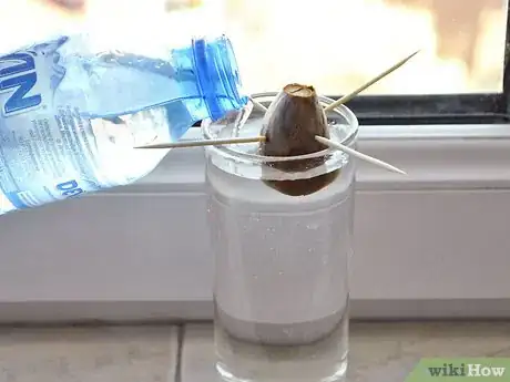 Image titled Grow an Avocado As a Houseplant Step 12